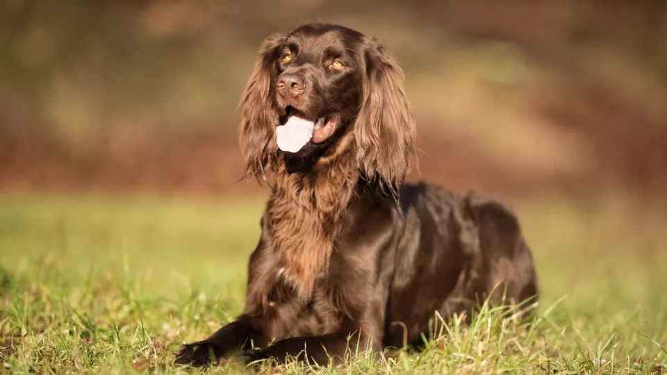 German Longhaired Pointer